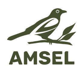 Amsel Logo